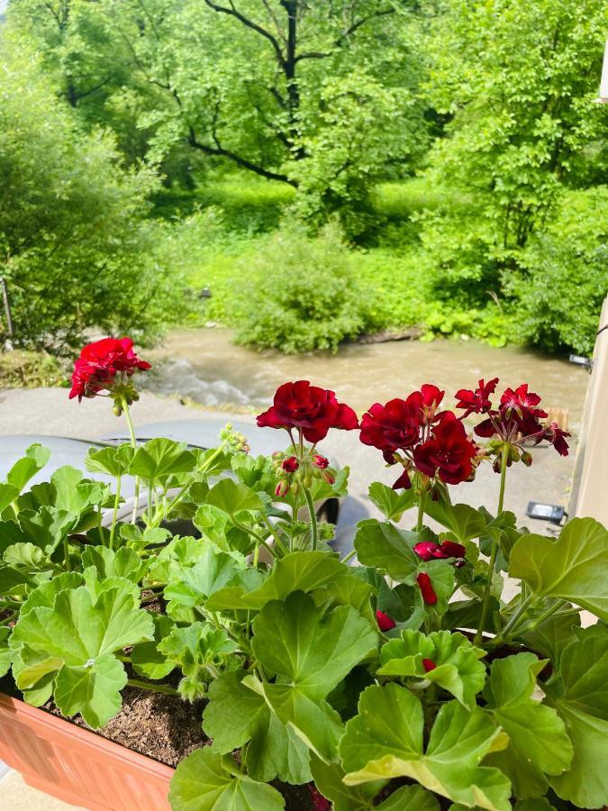 Guest House Mikaela Gabrova Dış mekan fotoğraf